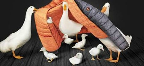 Save the Duck: il piumino senza piume ottiene il logo Animal Free aderendo al progetto Lav