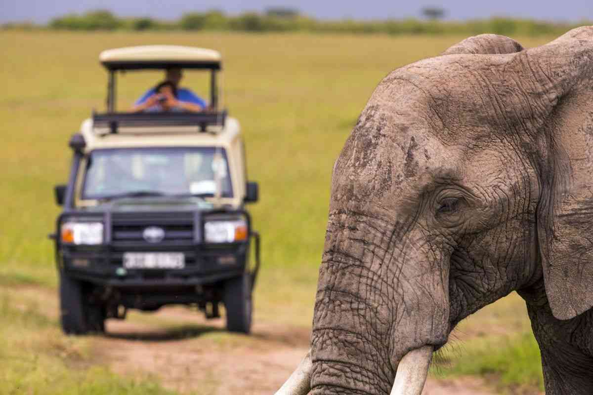 safari in Africa