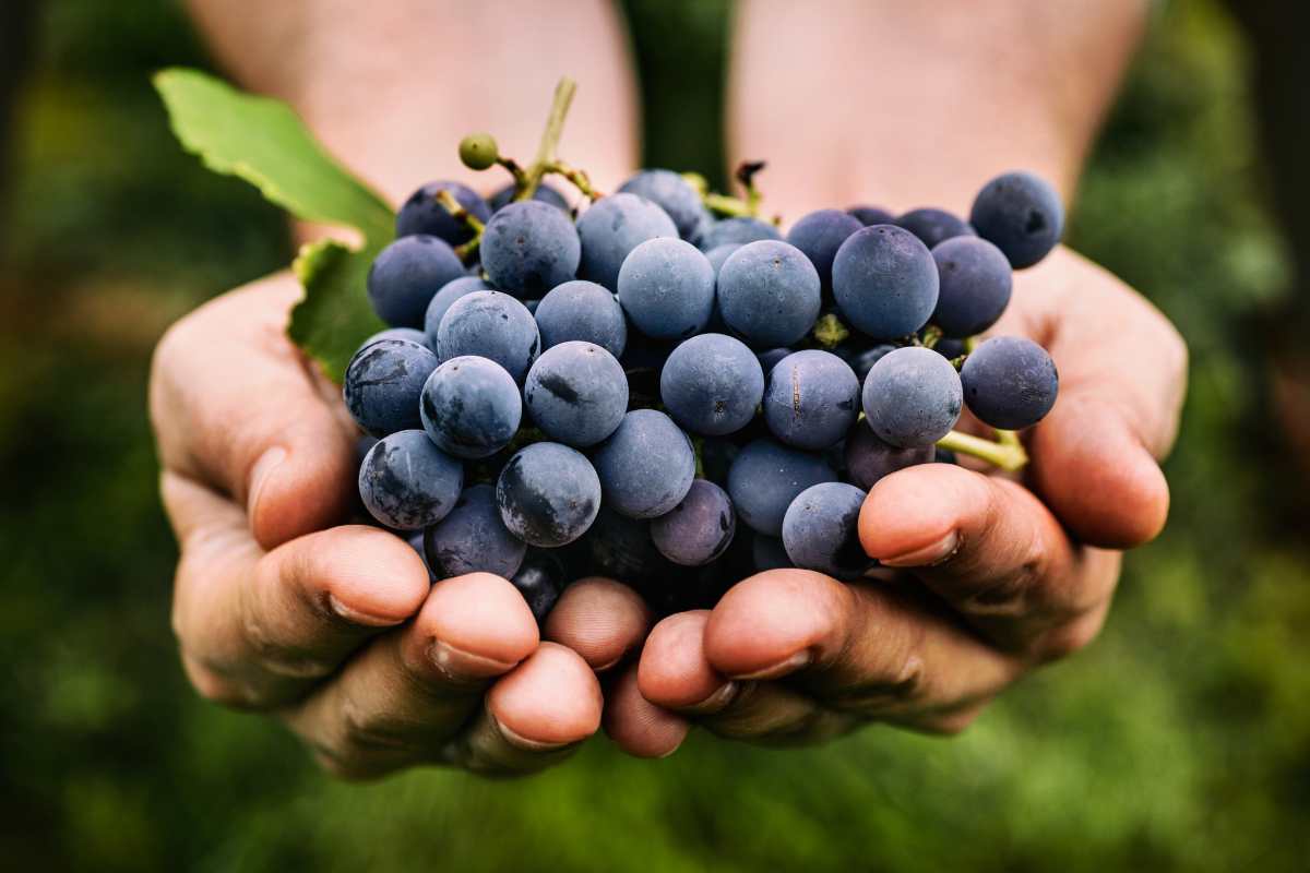 Vendemmia uva vino Italia