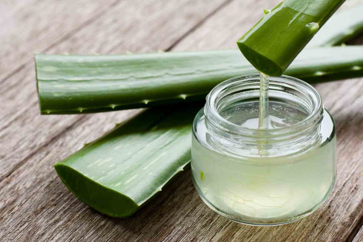 aloe vera benefici e usi