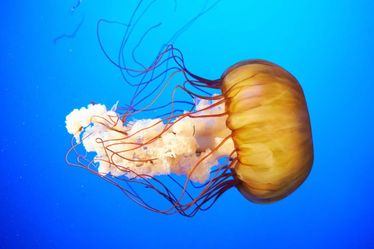 cosa fare per puntura di medusa al mare