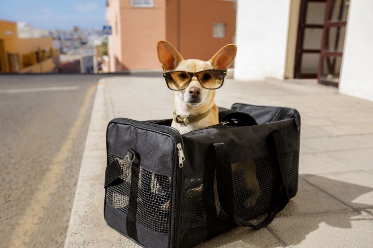 Come evitare i problemi se vuoi portare con te il tuo cane 