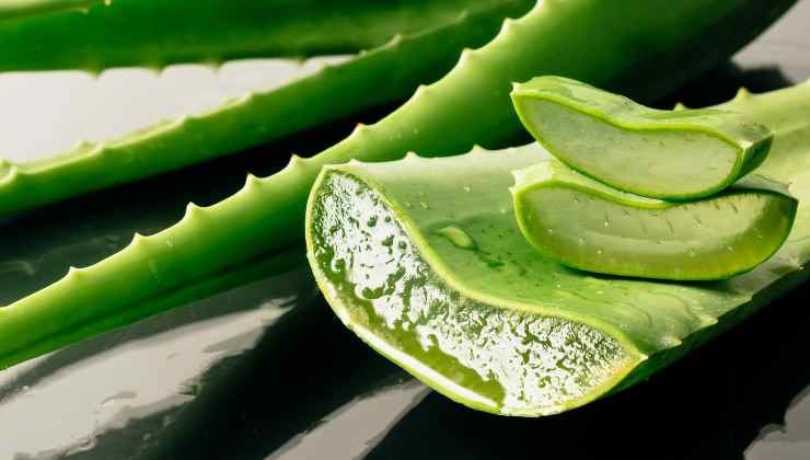 errore aloe vera 